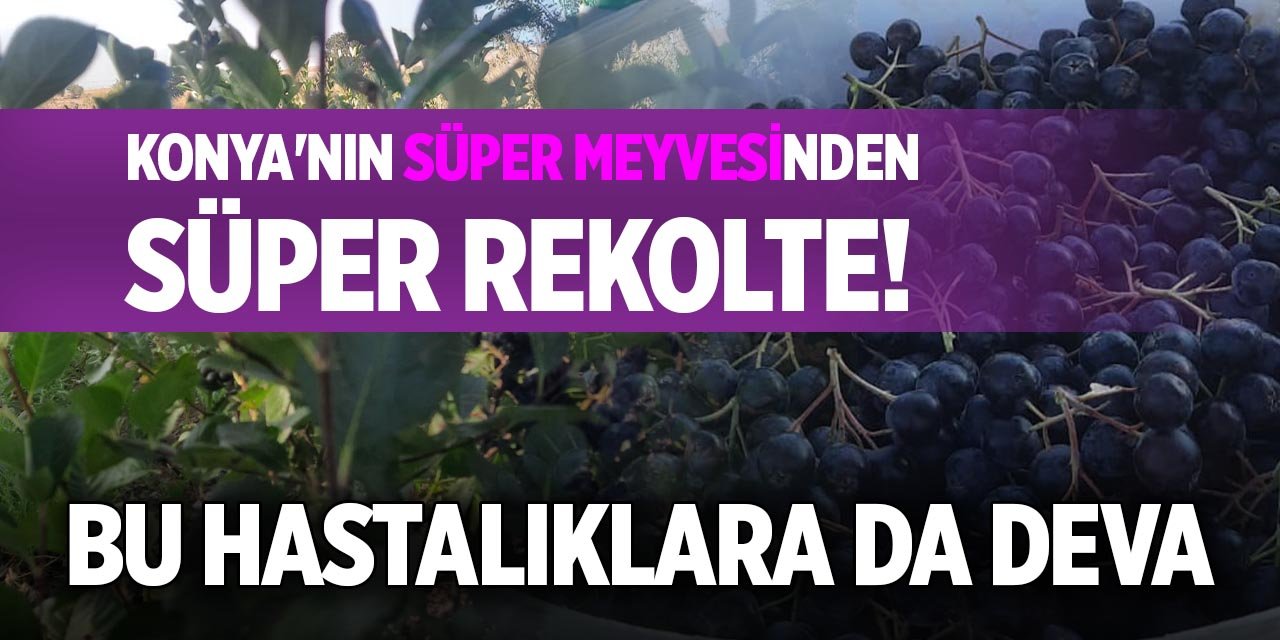 Konya'nın süper meyvesinden süper rekolte! Bu hastalıklara da deva