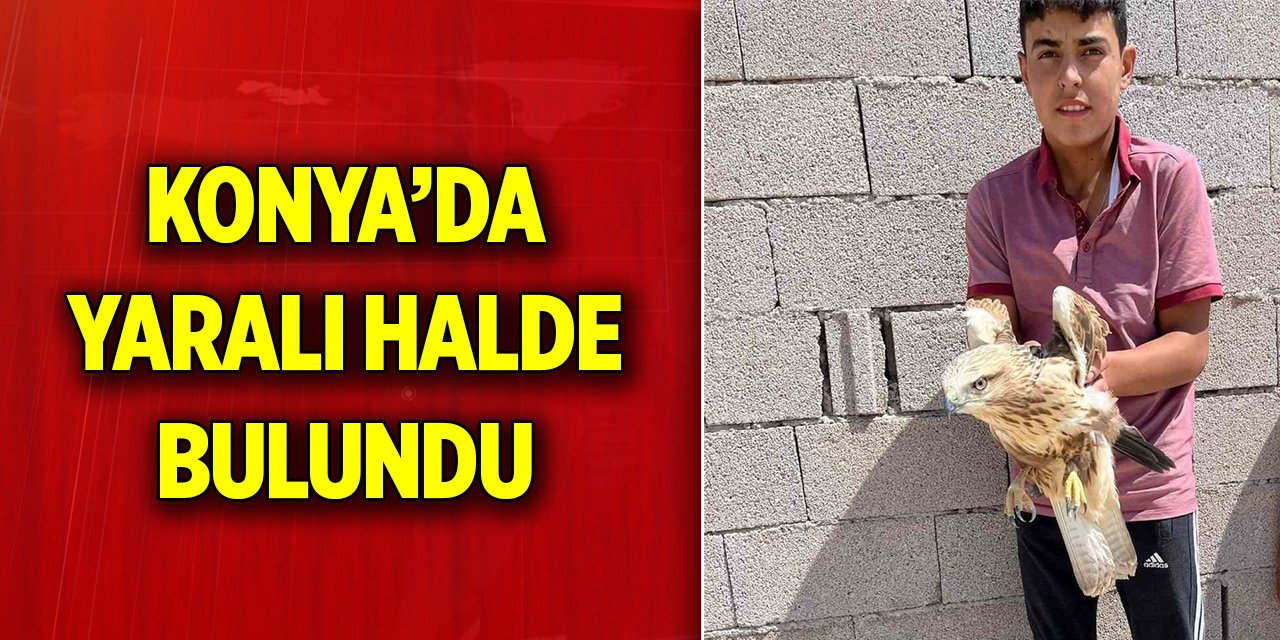 Konya Karapınar’da yaralı halde bulundu