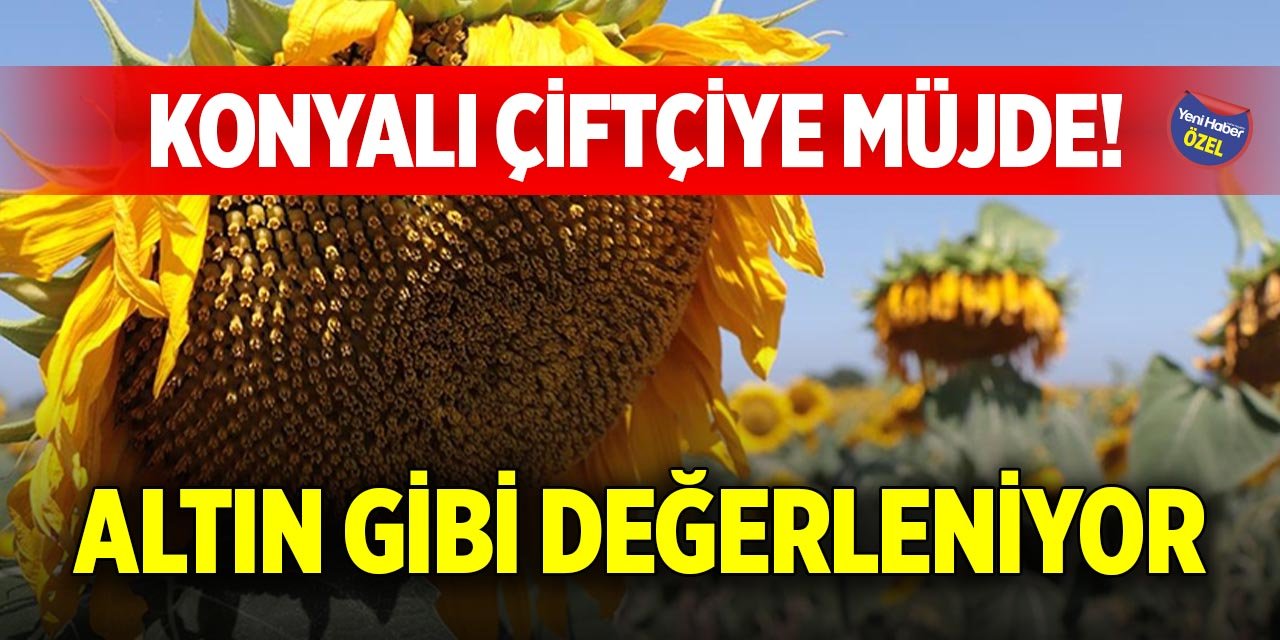 Konyalı çiftçiye müjde! Altın gibi değerleniyor