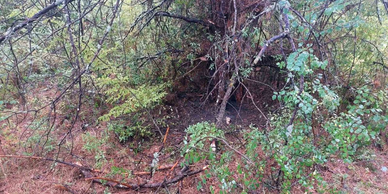 4 ağaca yıldırım düştü