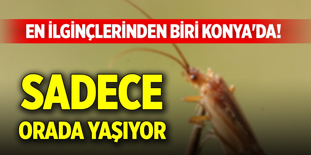 En ilginçlerinden biri Konya'da! Sadece orada yaşıyor