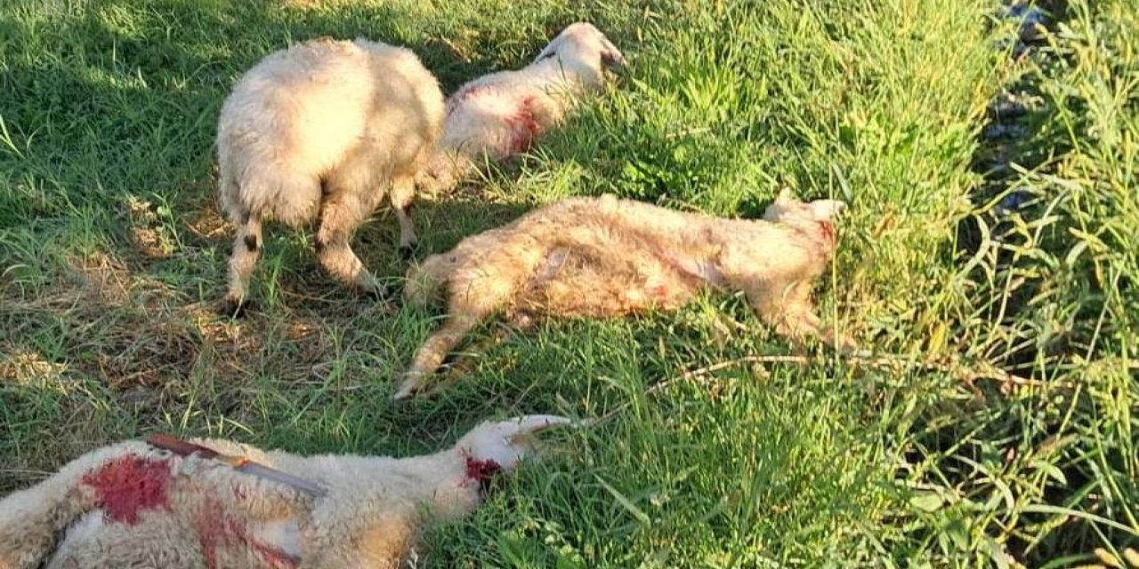 Başıboş sokak köpekler telef etti