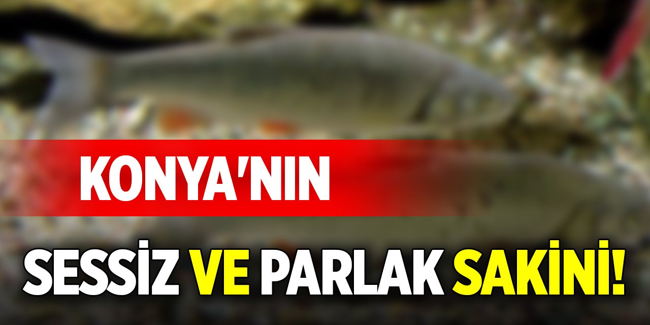 Konya'nın sessiz ve parlak sakini!