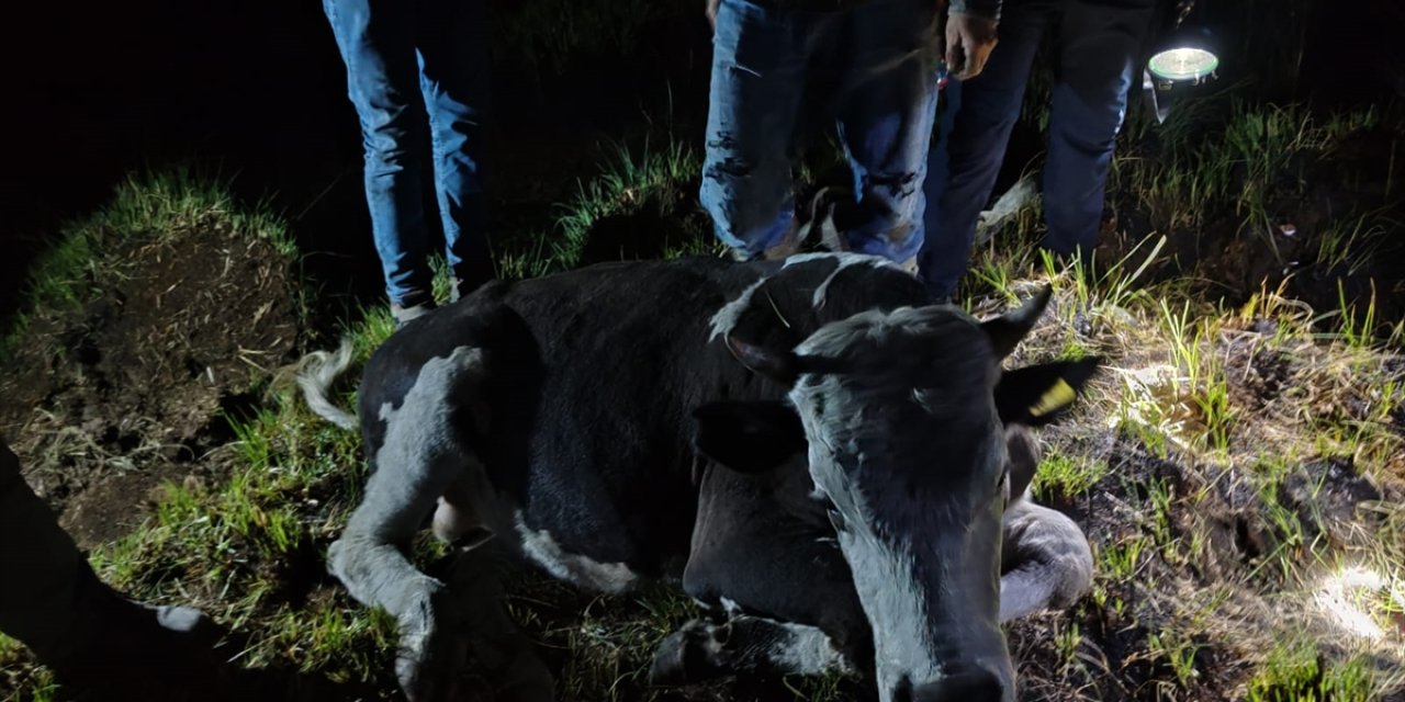 Konya'daki inek için 5 saat seferber oldular