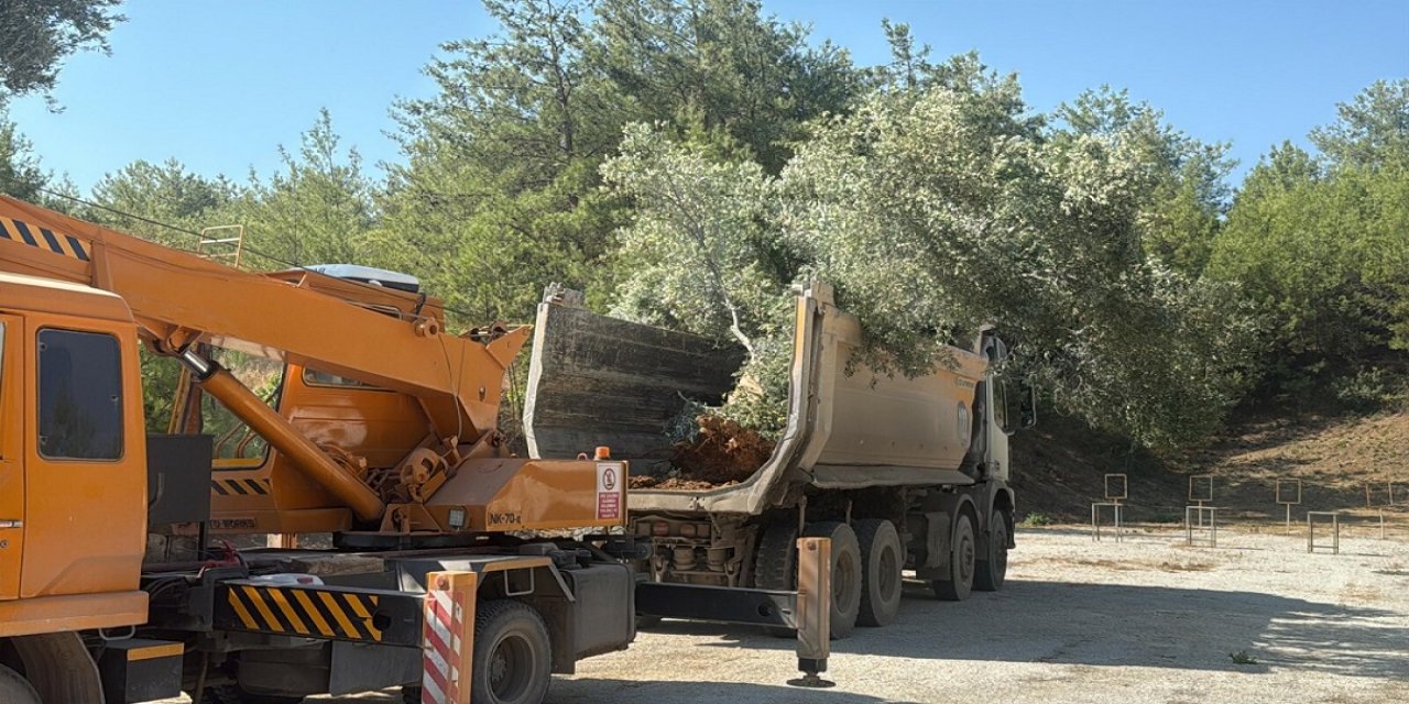 Ar-Ge projesiyle taşınan zeytin ağaçları taşınarak yaşatılıyor
