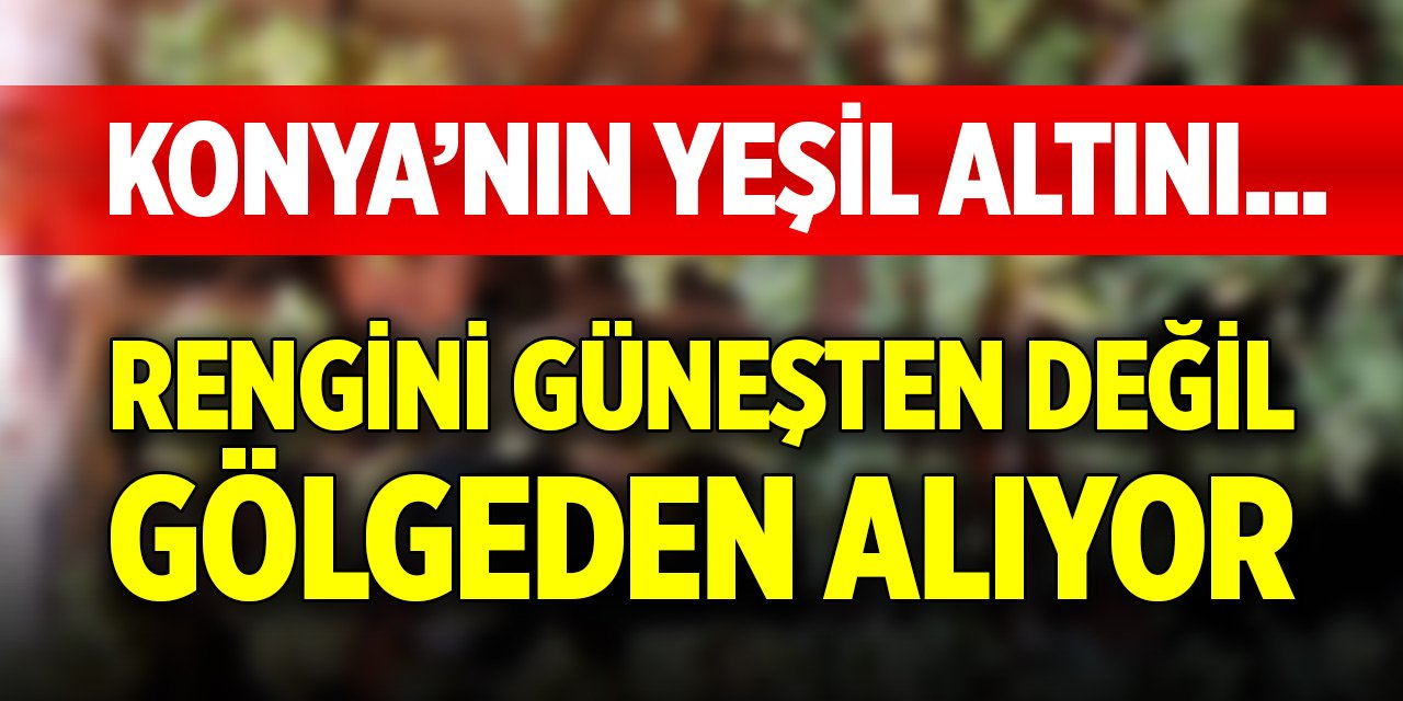 Konya’nın yeşil altını... Rengini güneşten değil, gölgeden alıyor