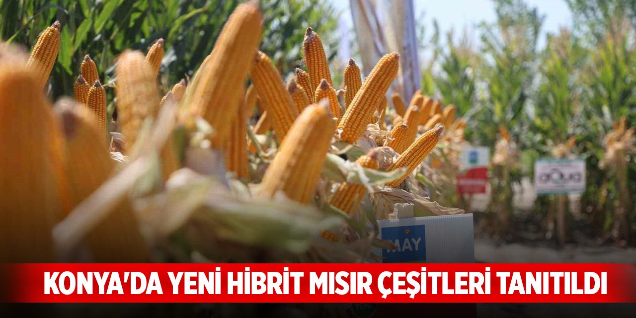 Konya'da yeni hibrit mısır çeşitleri tanıtıldı