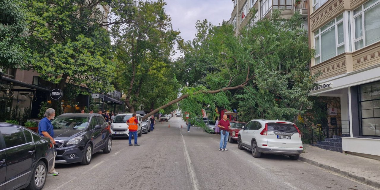 Ağaç, otomobilin üzerine düştü
