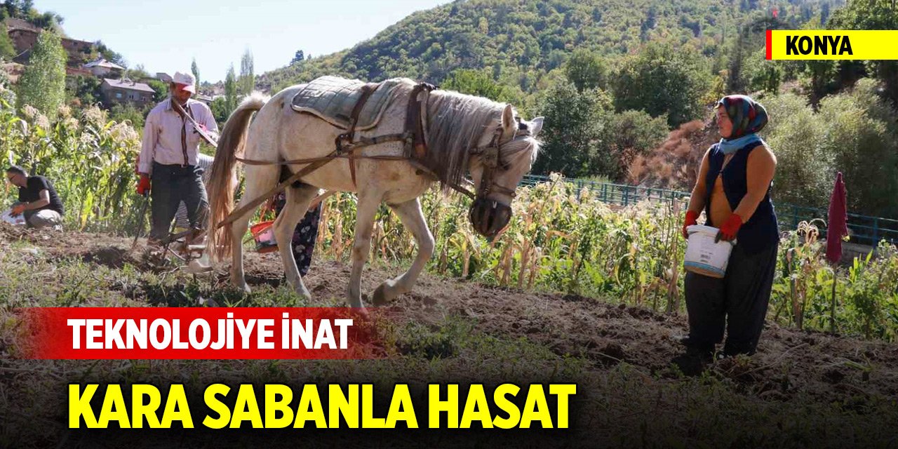 Konya'da atalardan kalan kara sabanla patates hasadı
