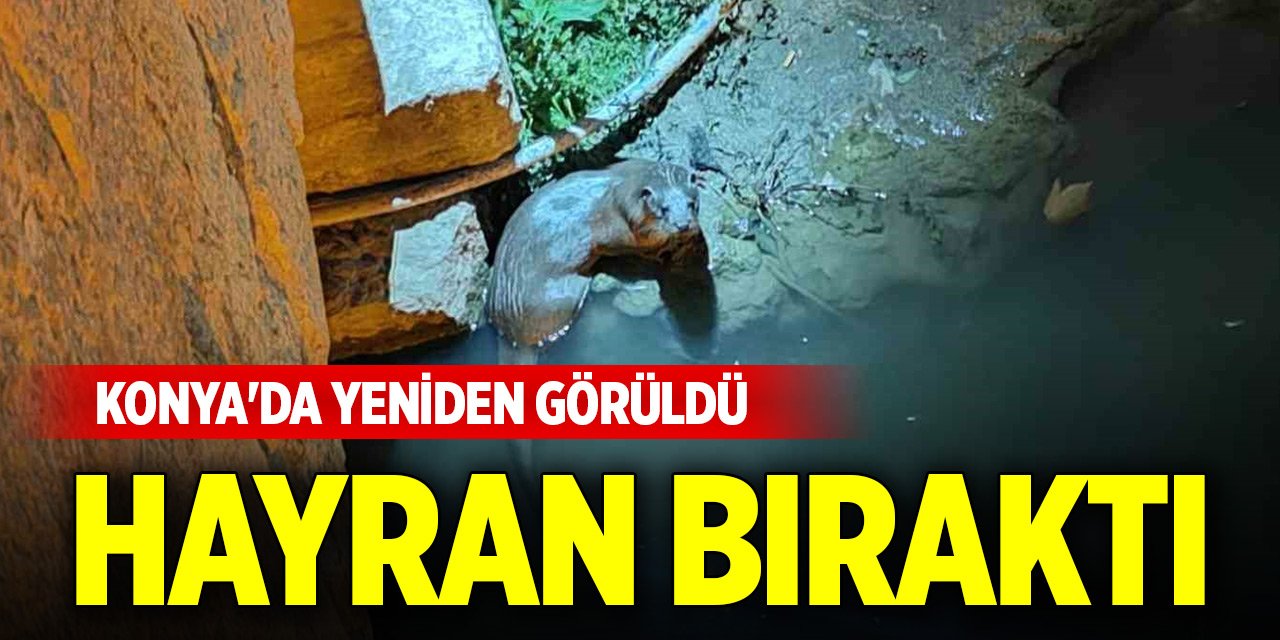 Konya'da yeniden görüldü, hayran bıraktı!