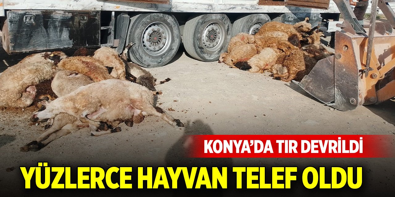 Konya’da tır devrildi, yüzlerce hayvan telef oldu