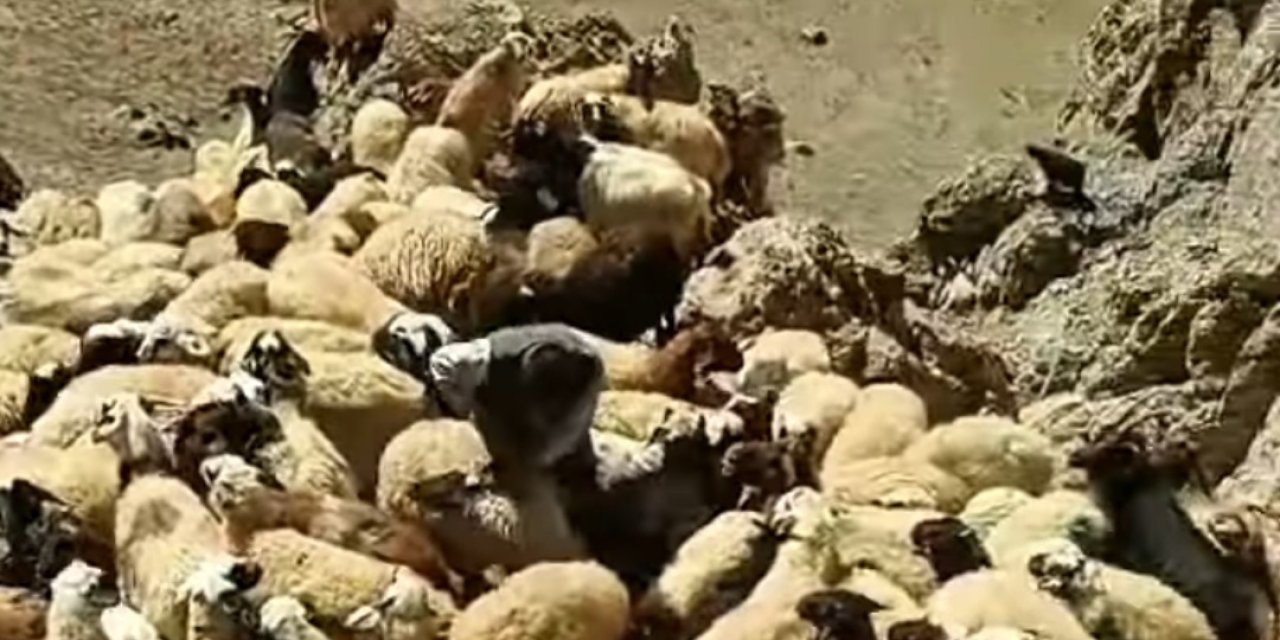 Sürüde 70'ten fazla koyun öldü