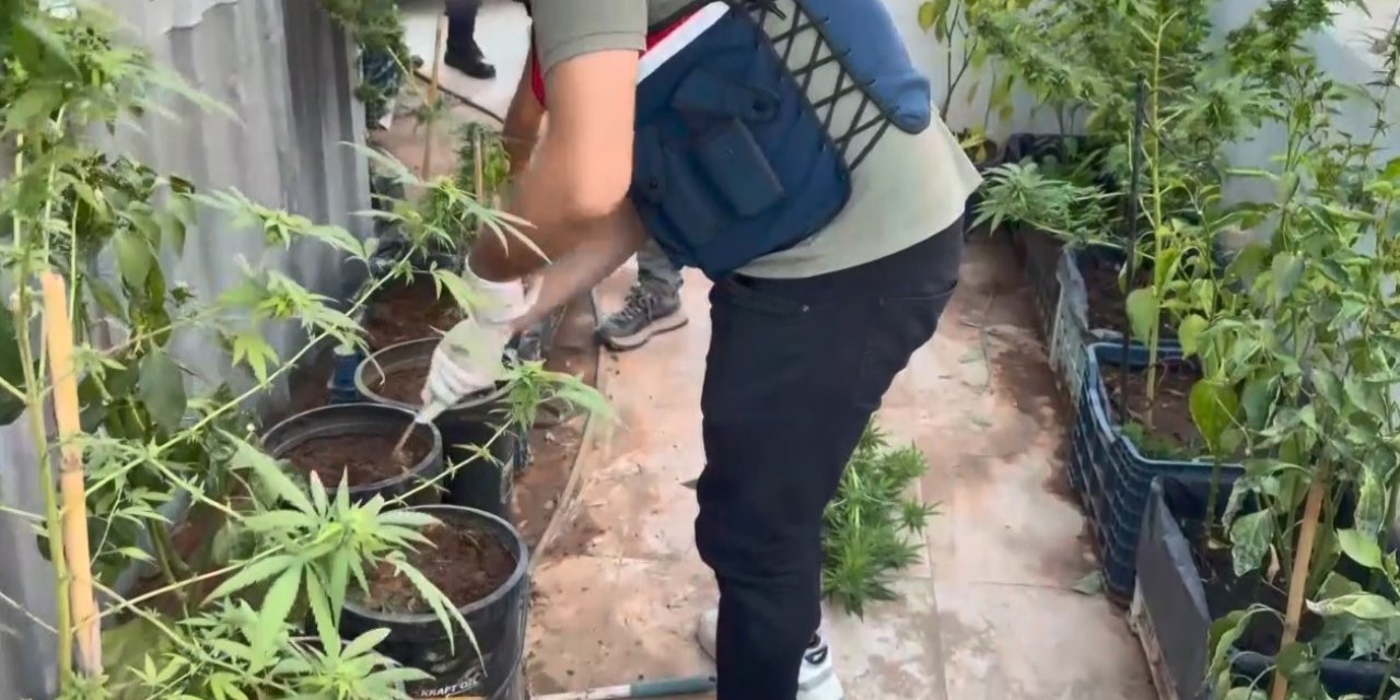 Saksıda uyuşturucu!