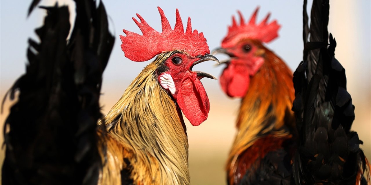 Denizli horozunun ırkı Konya'da korunuyor