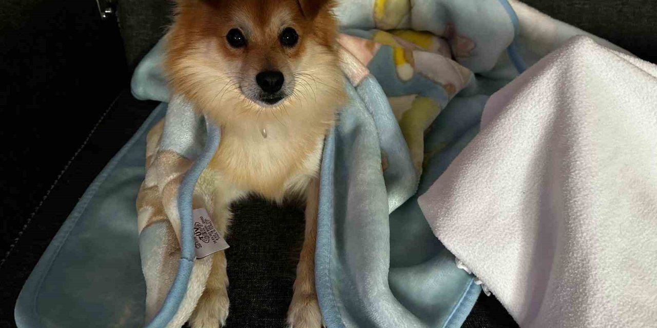 "Pablo"yu bulana 50 bin lira ödül