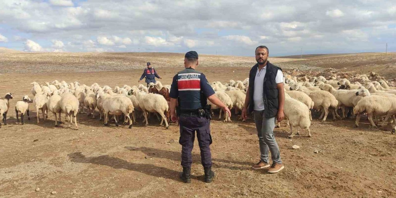 Konya'da kayıp hayvanlar böyle bulundu