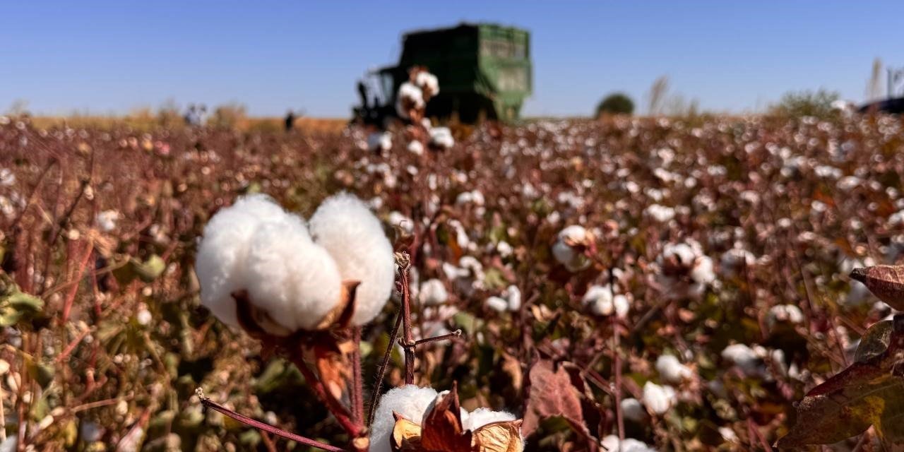 Beyaz altın hasadı başladı