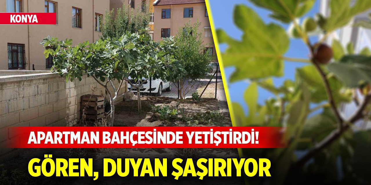 Konya'daki genç apartman bahçesinde yetiştirdi! Gören, duyan şaşırıyor