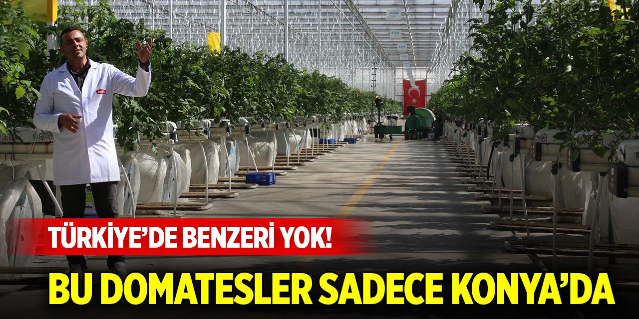 Türkiye’de benzeri yok! Bu domatesler sadece Konya’da