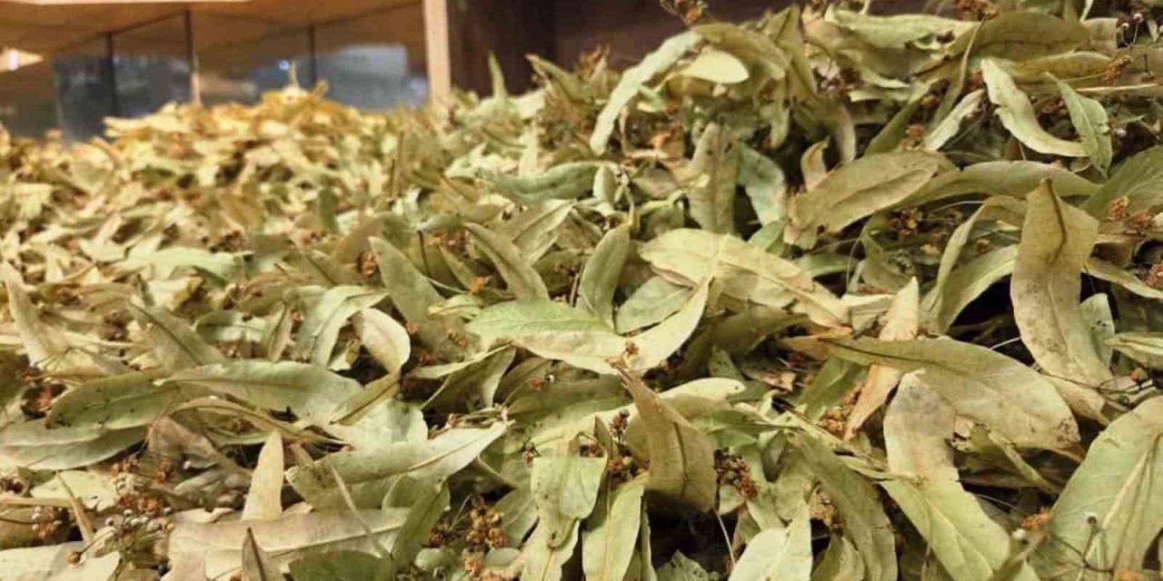 Mevsim geçişleriyle şifa deposuna ilgi arttı! Kilosu 500 TL