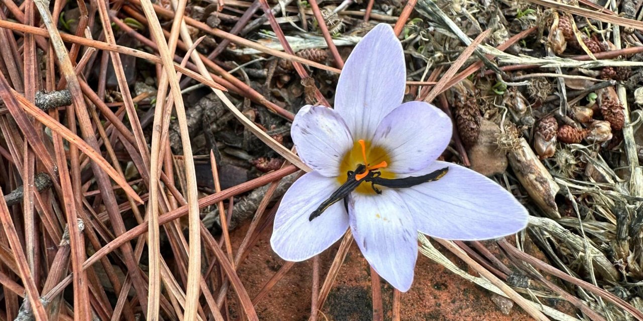 Bu çiçeği koparmak pahalıya patlıyor, 557 bin lira cezası var