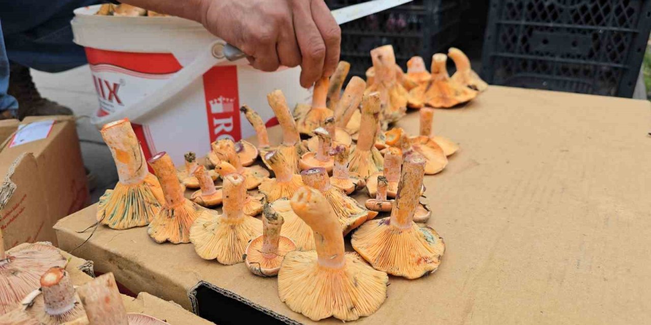 Kanlıca bolluğu yaşanıyor: Kilosu 500 TL