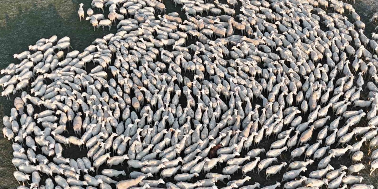 Konya'da otlaktan dönen koyun ve kuzular görsel şölen sundu