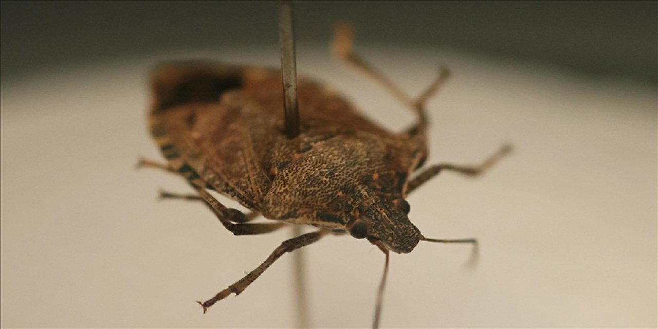 Bakanlık, kahverengi kokarcaya karşı harekete geçti