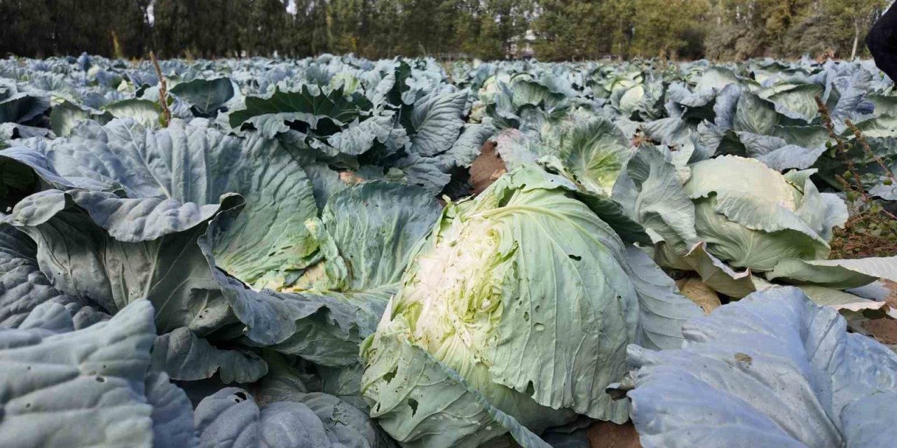Lahana hasadı başladı! Tanesi bakın kaç lira