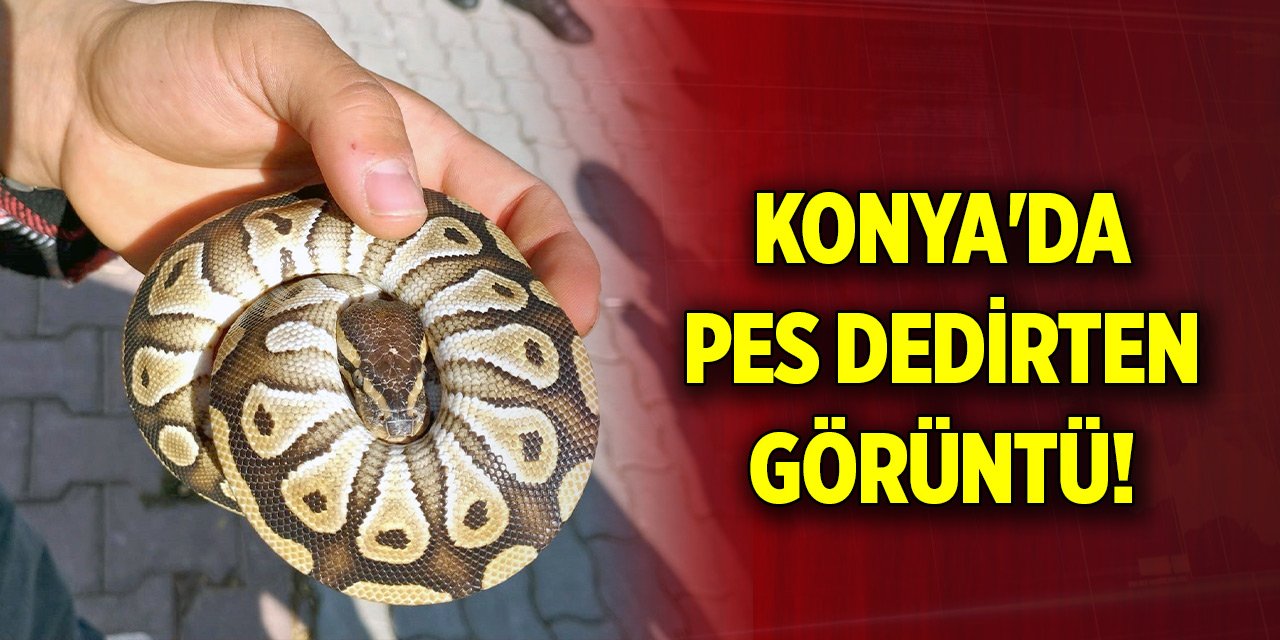 Konya'da pes dedirten görüntü! Cebinden çıktı