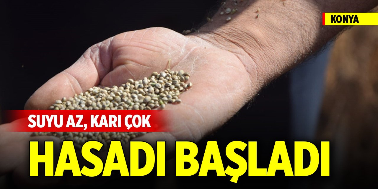Suyu az, karı çok... Konya'da hasat başladı
