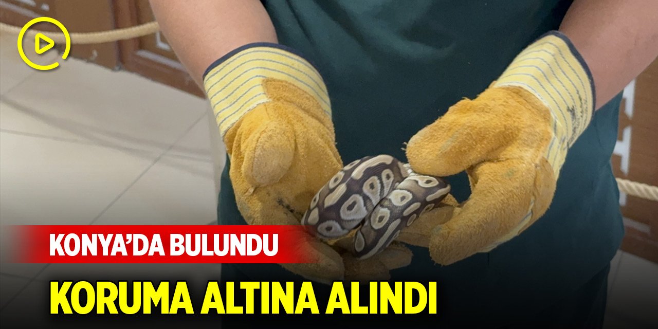 Konya'da asayiş kontrolünde bir kişinin cebinden çıkan piton koruma altına alındı