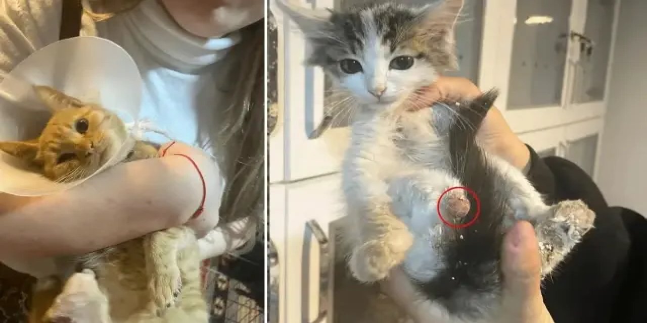 Kan donduran olay: Sokak hayvanlarının uzuvlarını kestiler