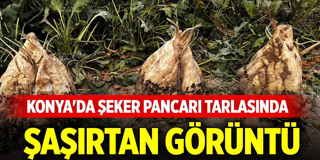 Konya'da şeker pancarı tarlasında şaşırtan görüntü