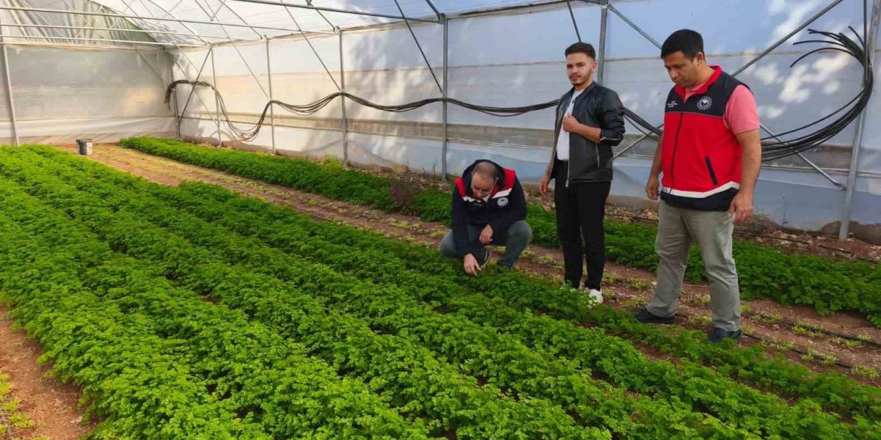 Aile bütçesine önemli katkı... Konya'da örtü altı üretim yaygınlaşıyor