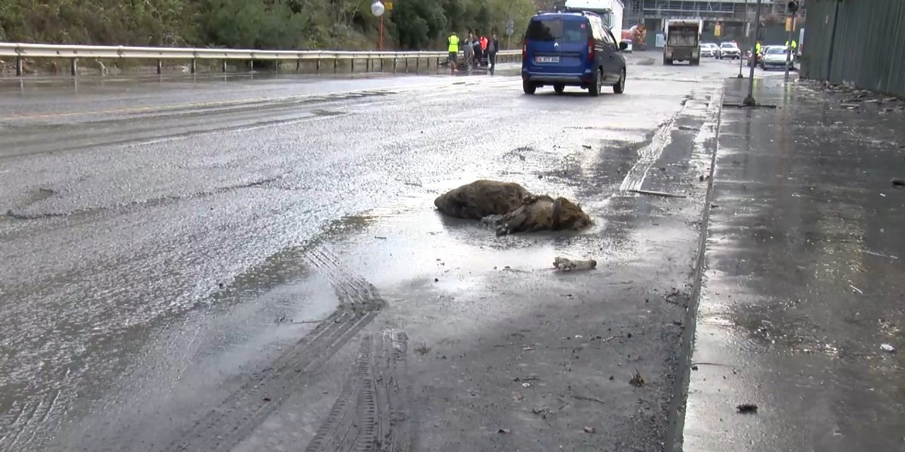 Sağanak sonrası göle dönen caddede domuz boğuldu