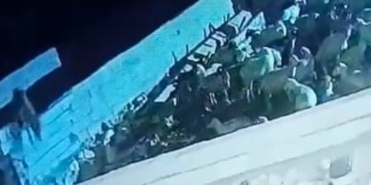 Konya'da ağıla giren kurt koyunu telef etti: O anlar kamerada