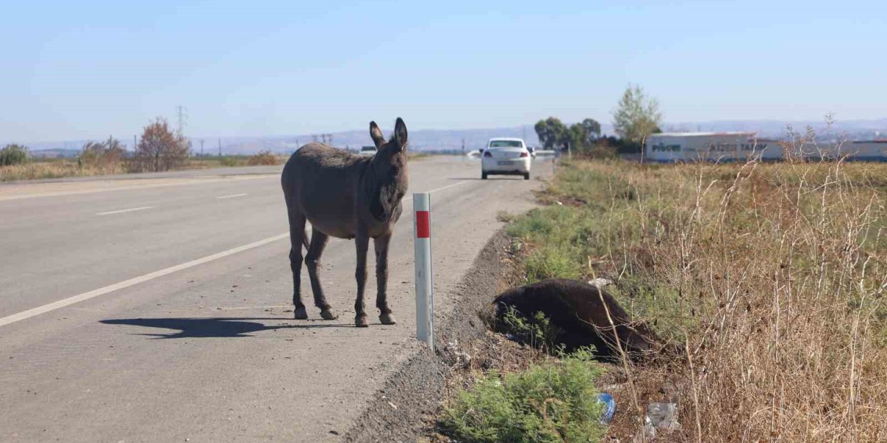 Ölü annesinin başında saatlerce bekledi