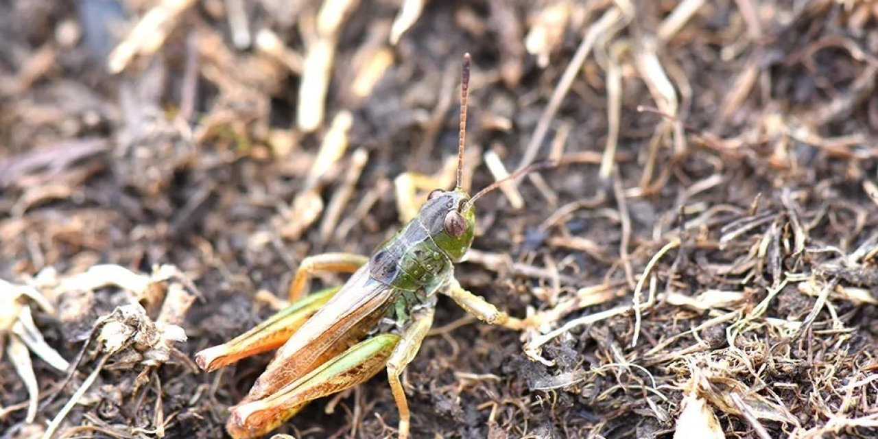 Hakkari Üniversitesi bilim insanları yeni bir çekirge cinsi keşfetti