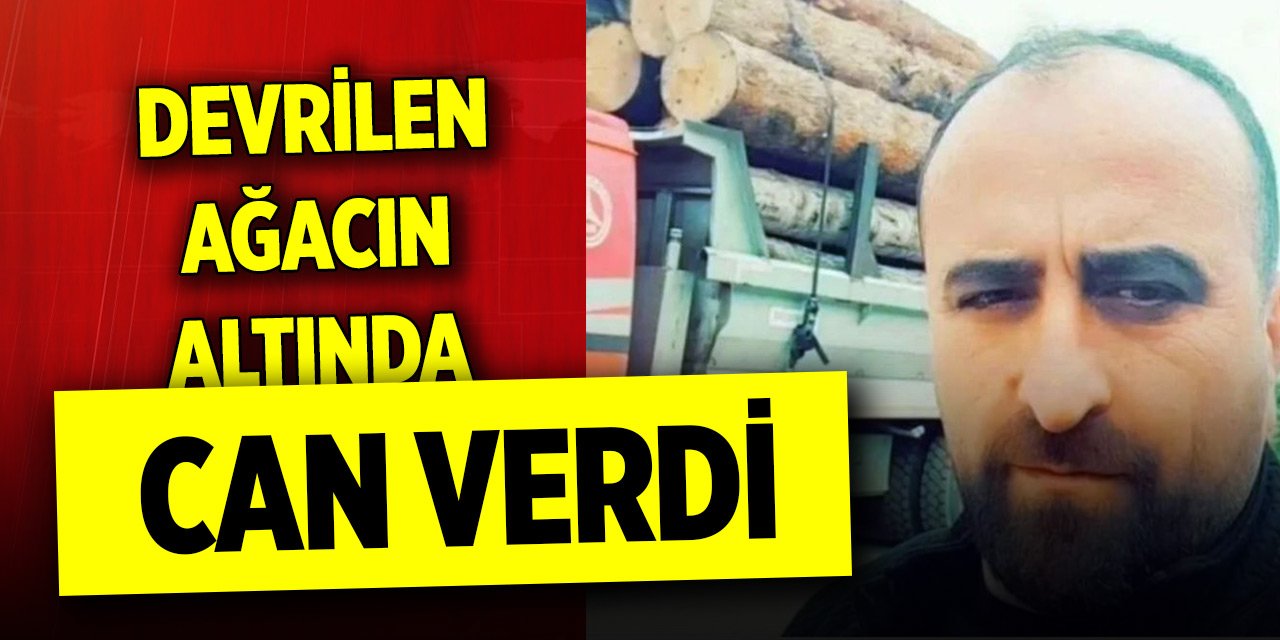 Üzerine ağaç devrilen kesim işçisi öldü