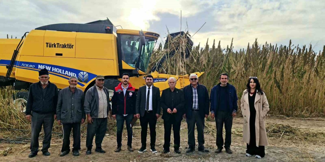 Konya Kulu’da endüstriyel kenevirin hasadı başladı