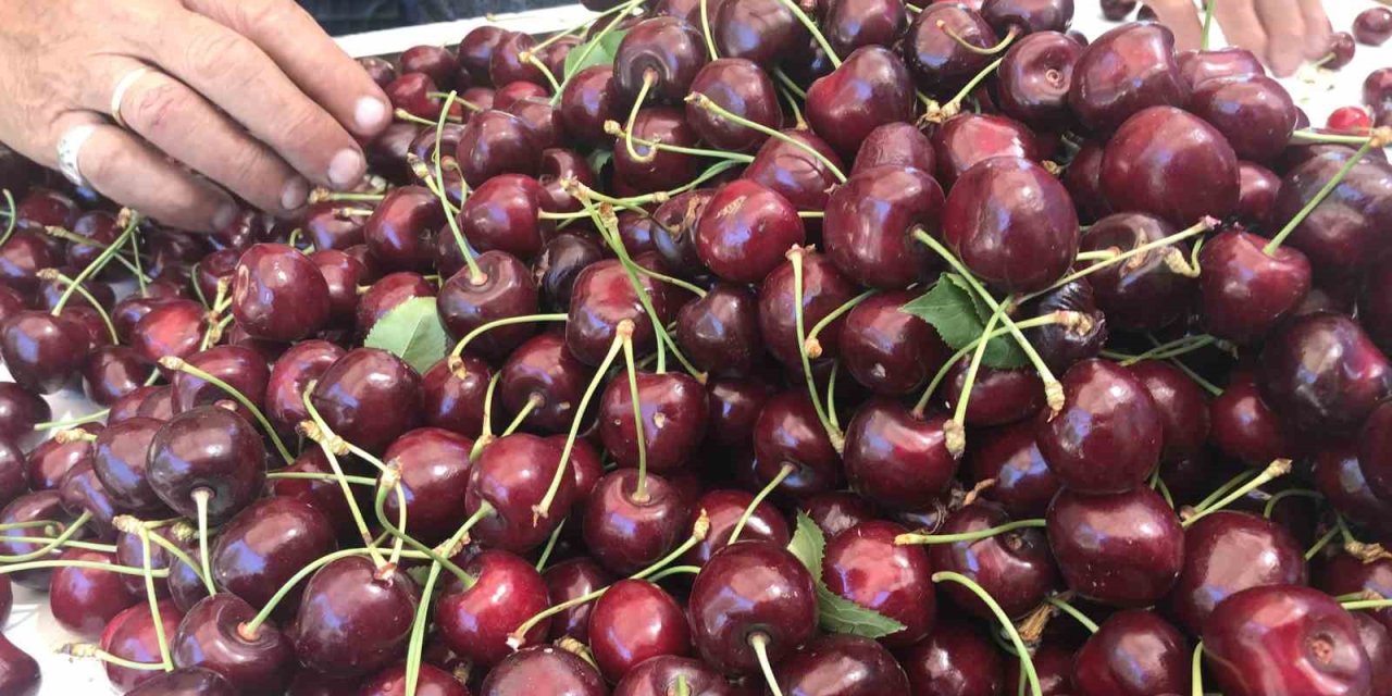 Dondurulmuş kirazda Türkiye dünya lideri
