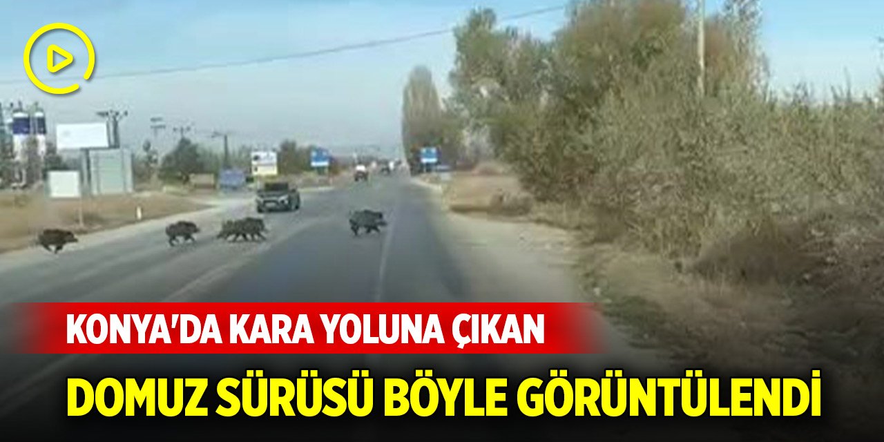 Konya'da kara yoluna çıkan yaban domuzu sürüsü böyle görüntülendi