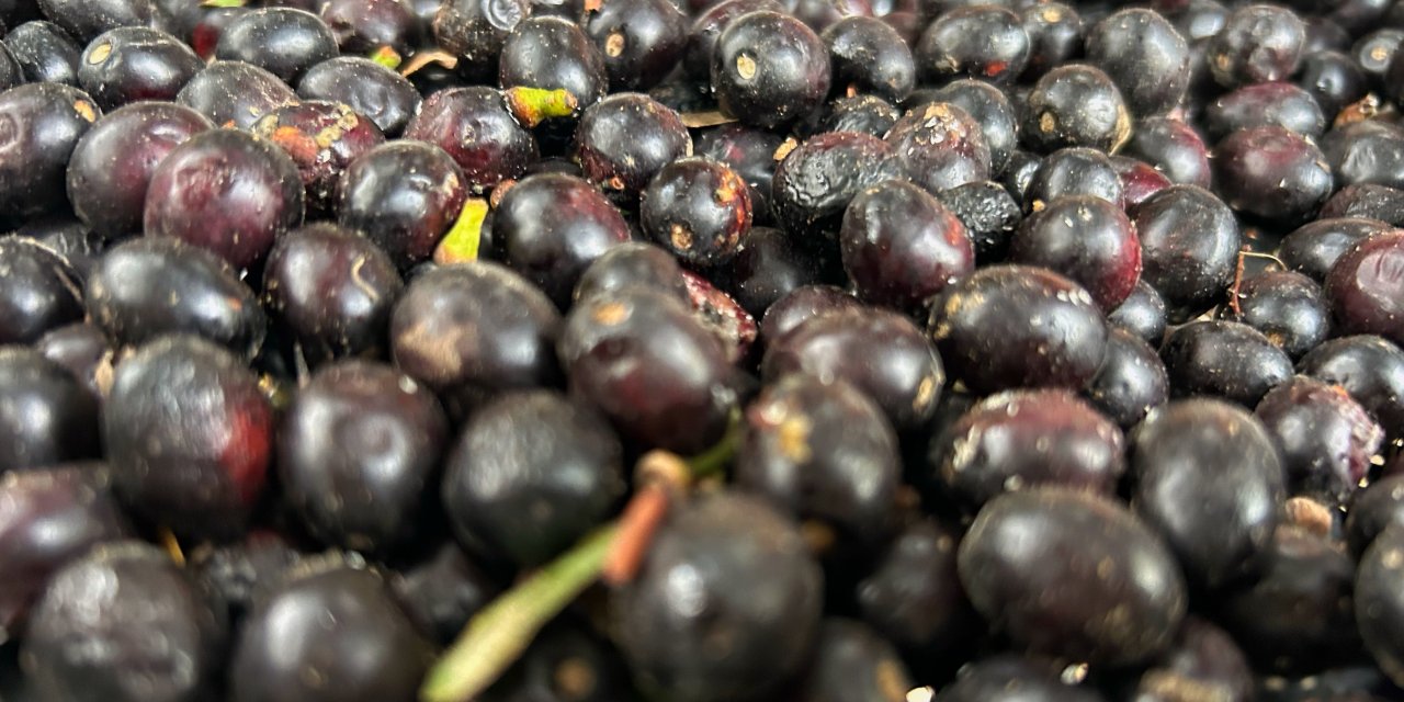 Litresi bin liradan alıcı buluyor