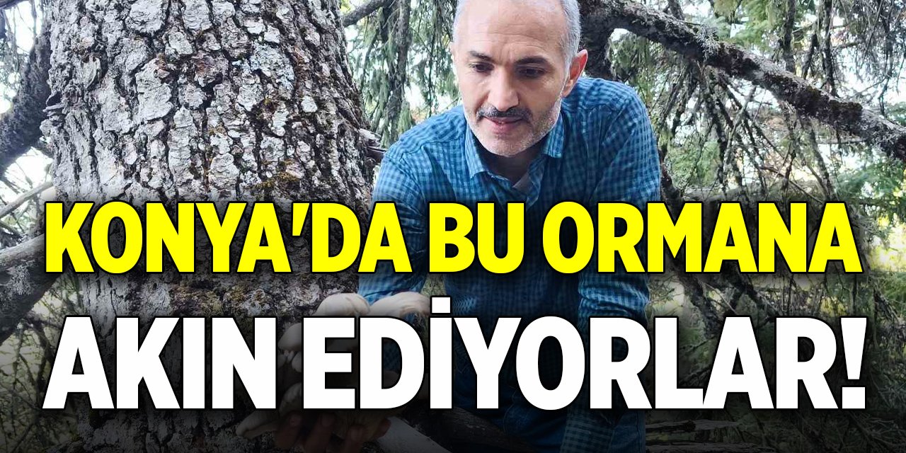 Konya'da bu ormana akın ediyorlar!