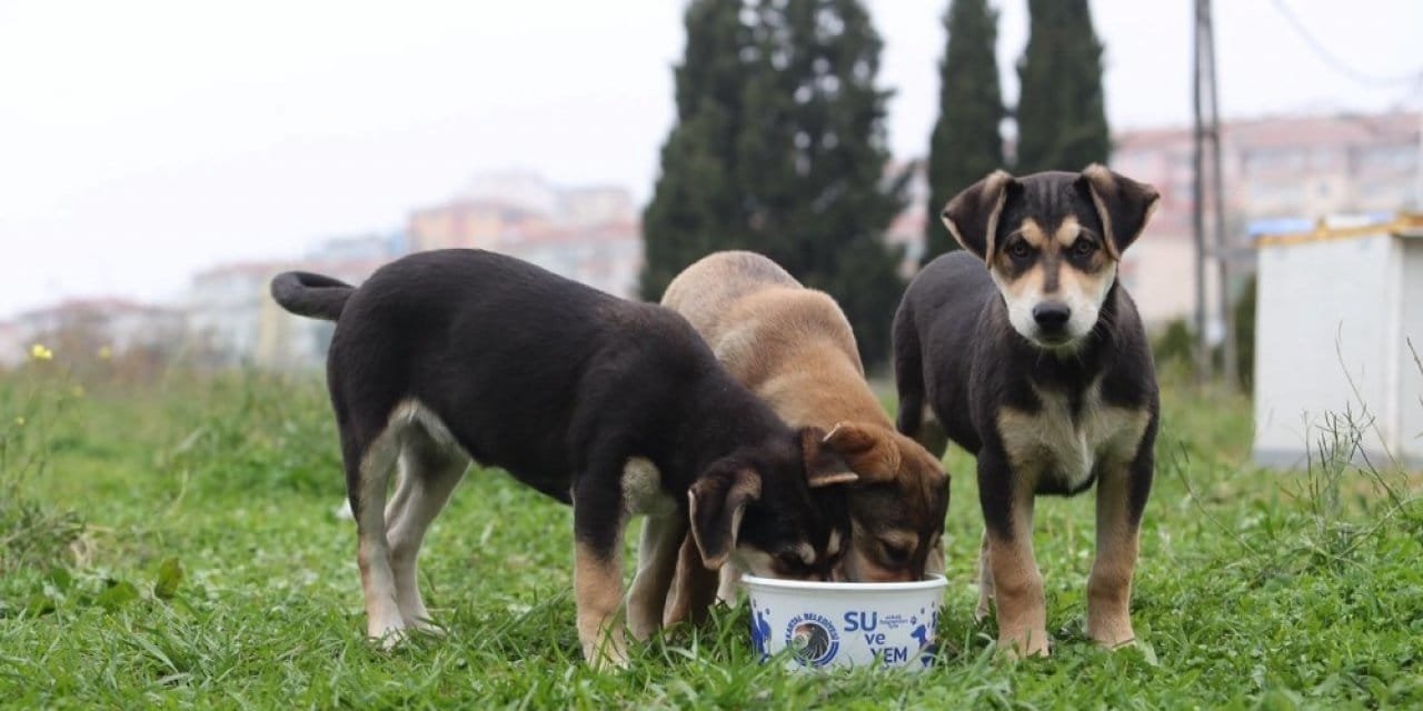 Sokak köpeklerini kontrolsüz beslemek yasaklandı