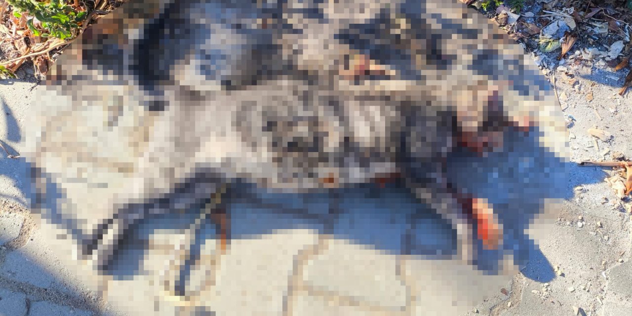 Kedileri av tüfeği ile öldürdüğü iddia edilen komşu için hapis istemi