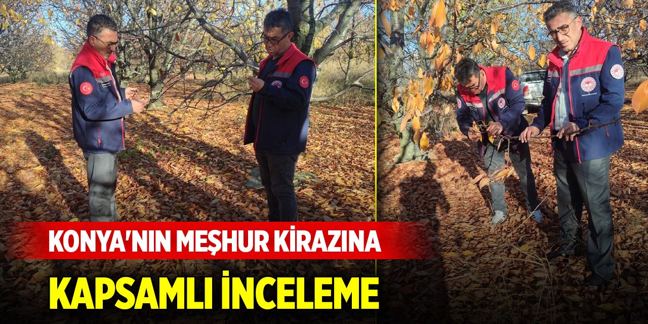 Konya'nın meşhur kirazına kapsamlı inceleme