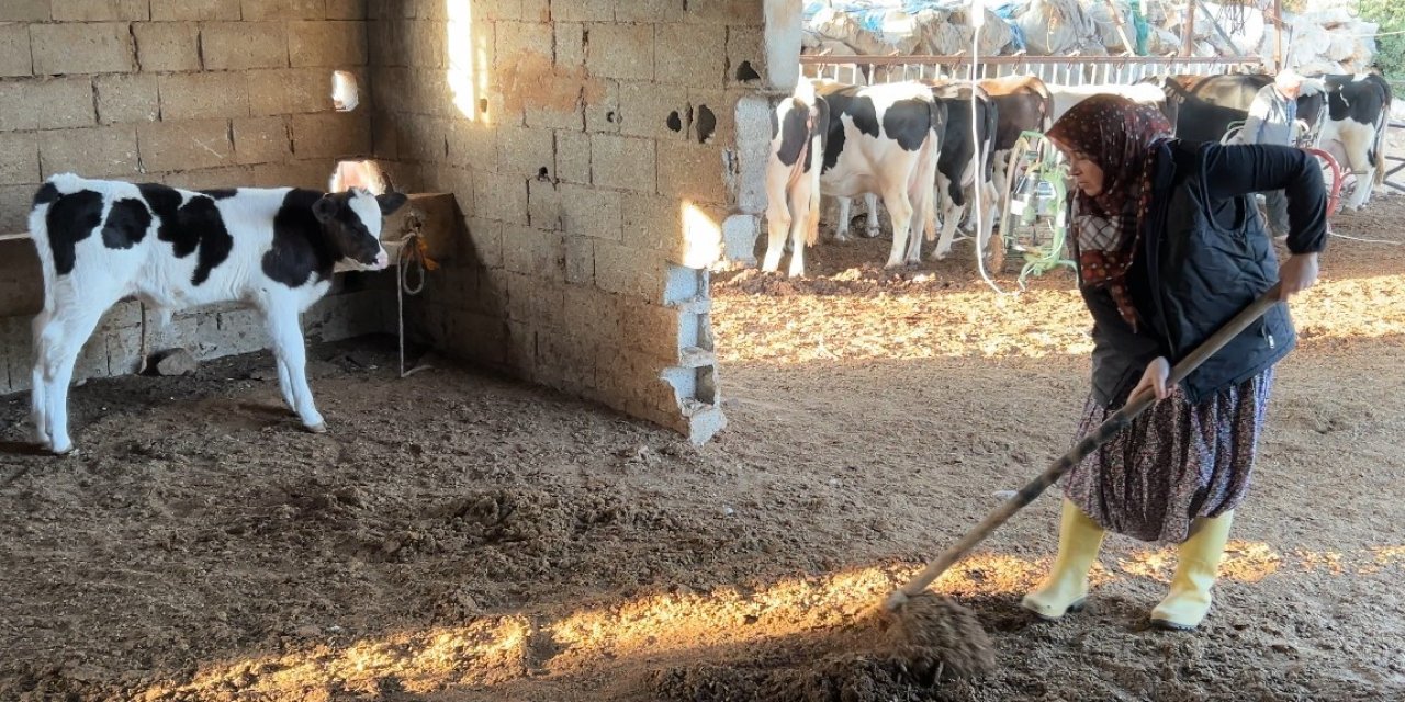 3 çocuk annesinin azmi: Hayvancılıkla uğraşırken çocukların ilk öğretmeni oldu
