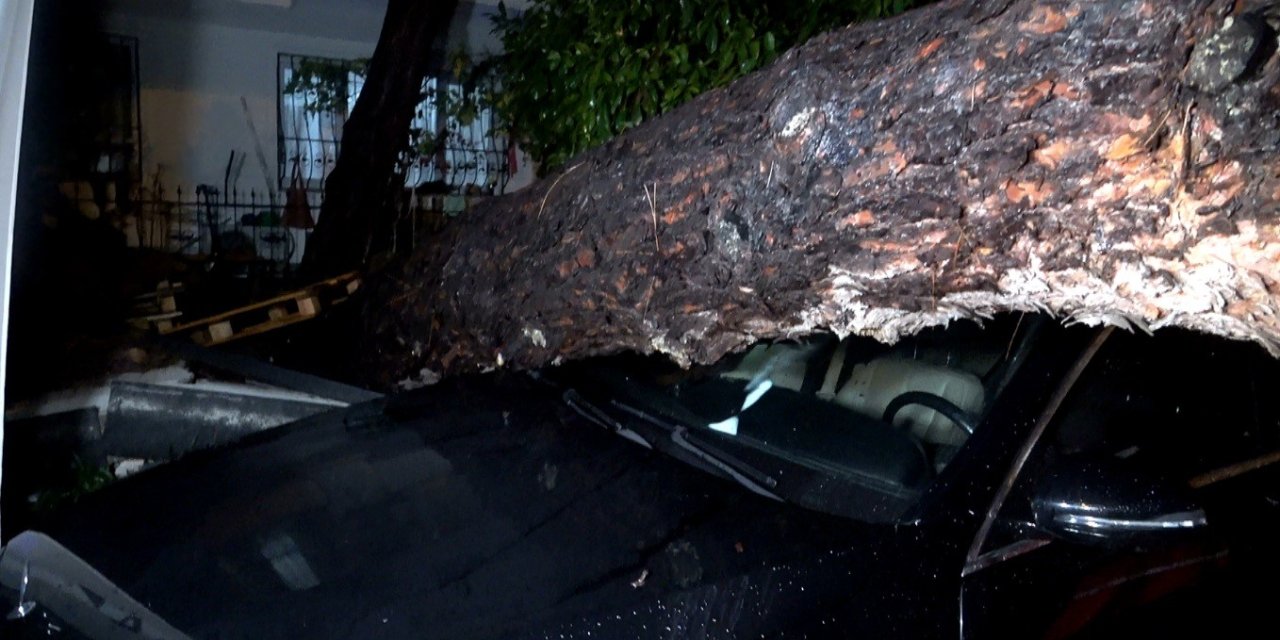 10 metrelik ağaç devrildi! İki araç ve bina zarar gördü